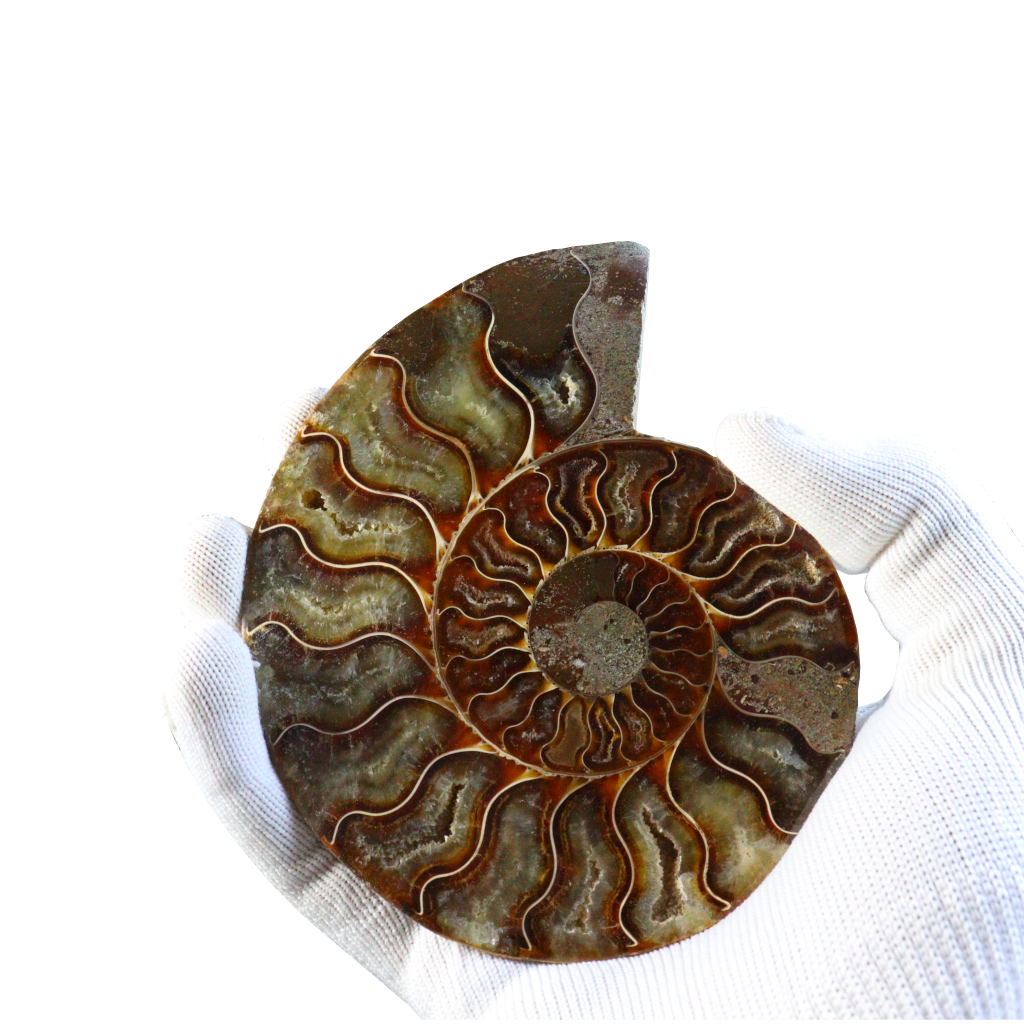Ammonite Pair (Sliced)