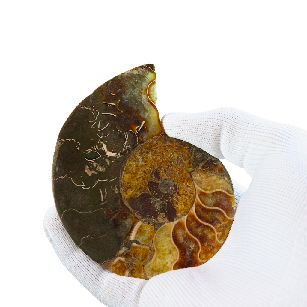 Ammonite Pair (Sliced)