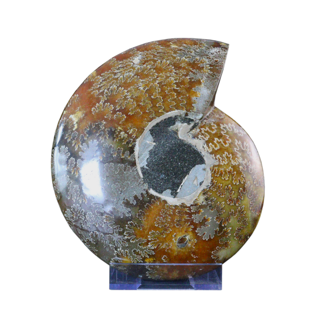 Ammonite Ashtrays