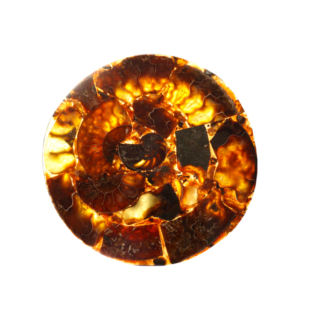 Composite Fossil Plate (Assembled Art Form)