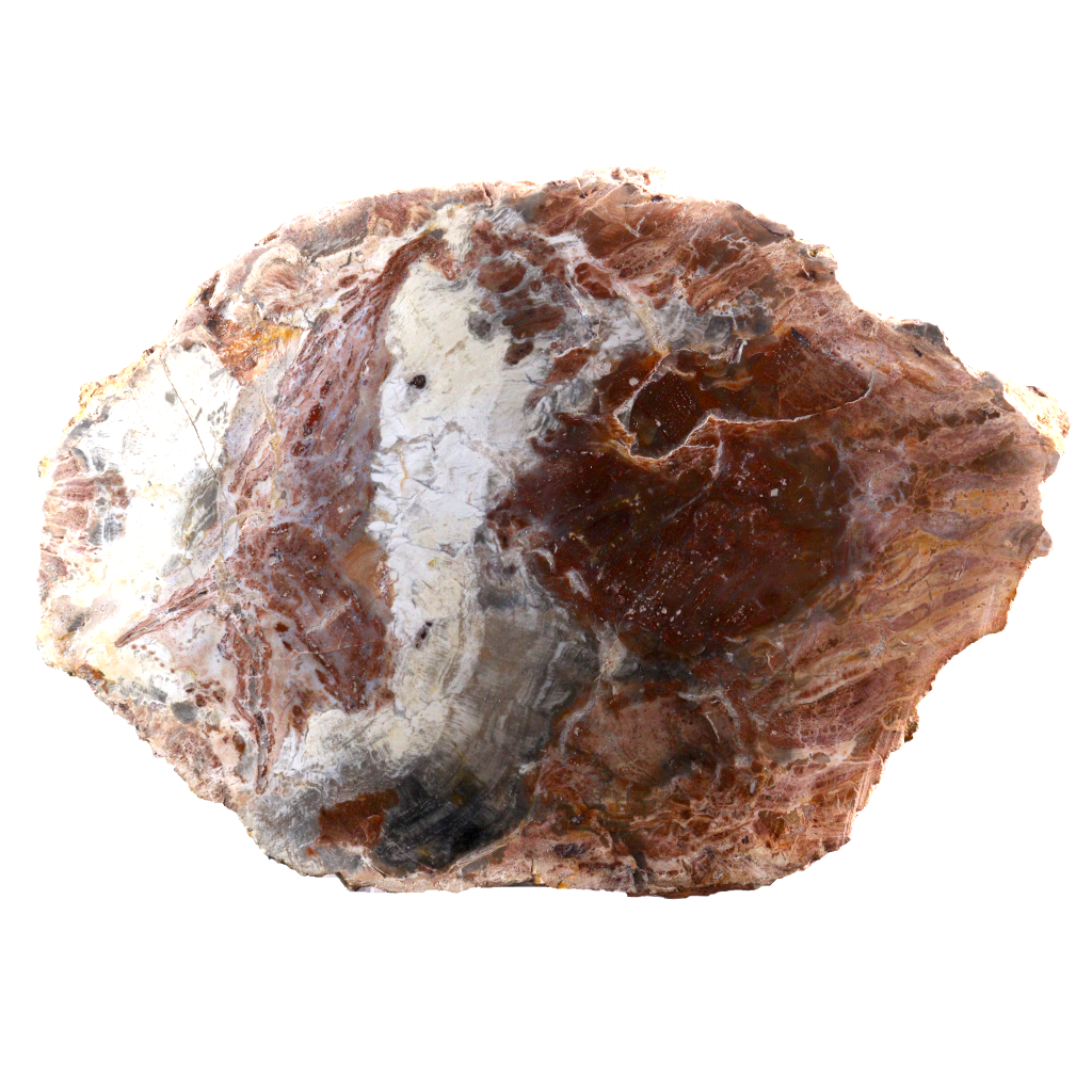 Petrified Wood Slices