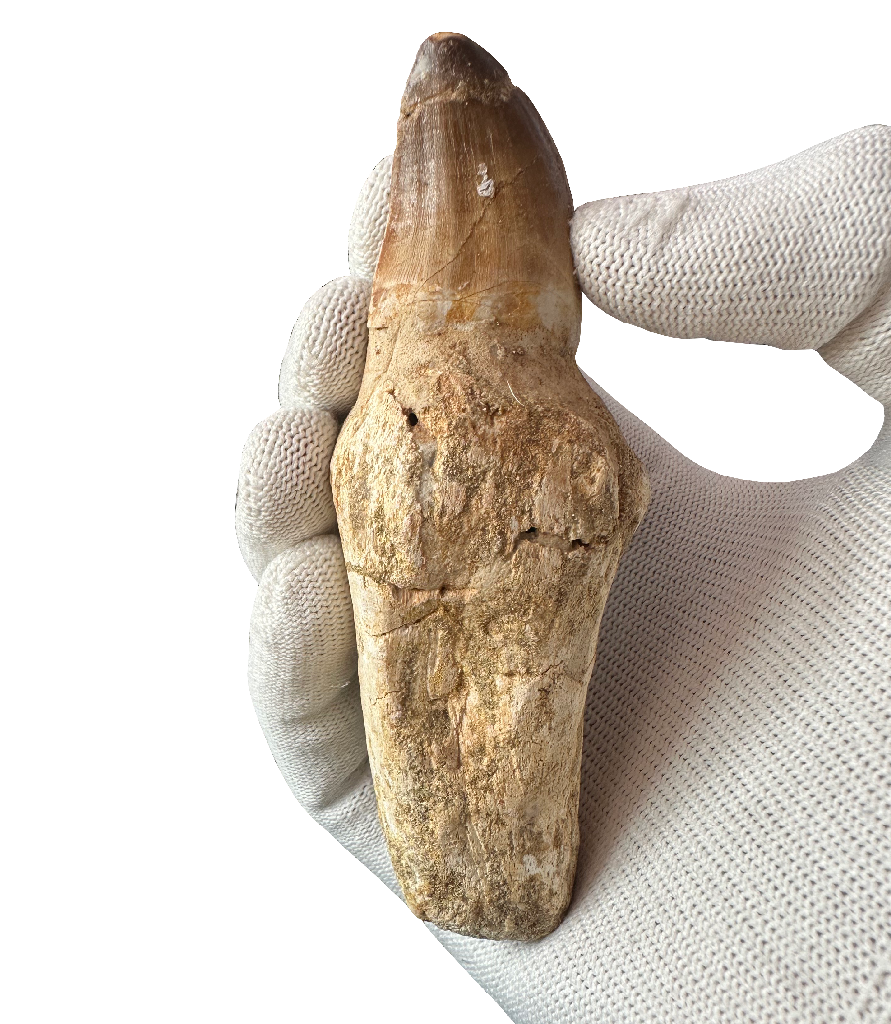 Mosasaurus Tooth