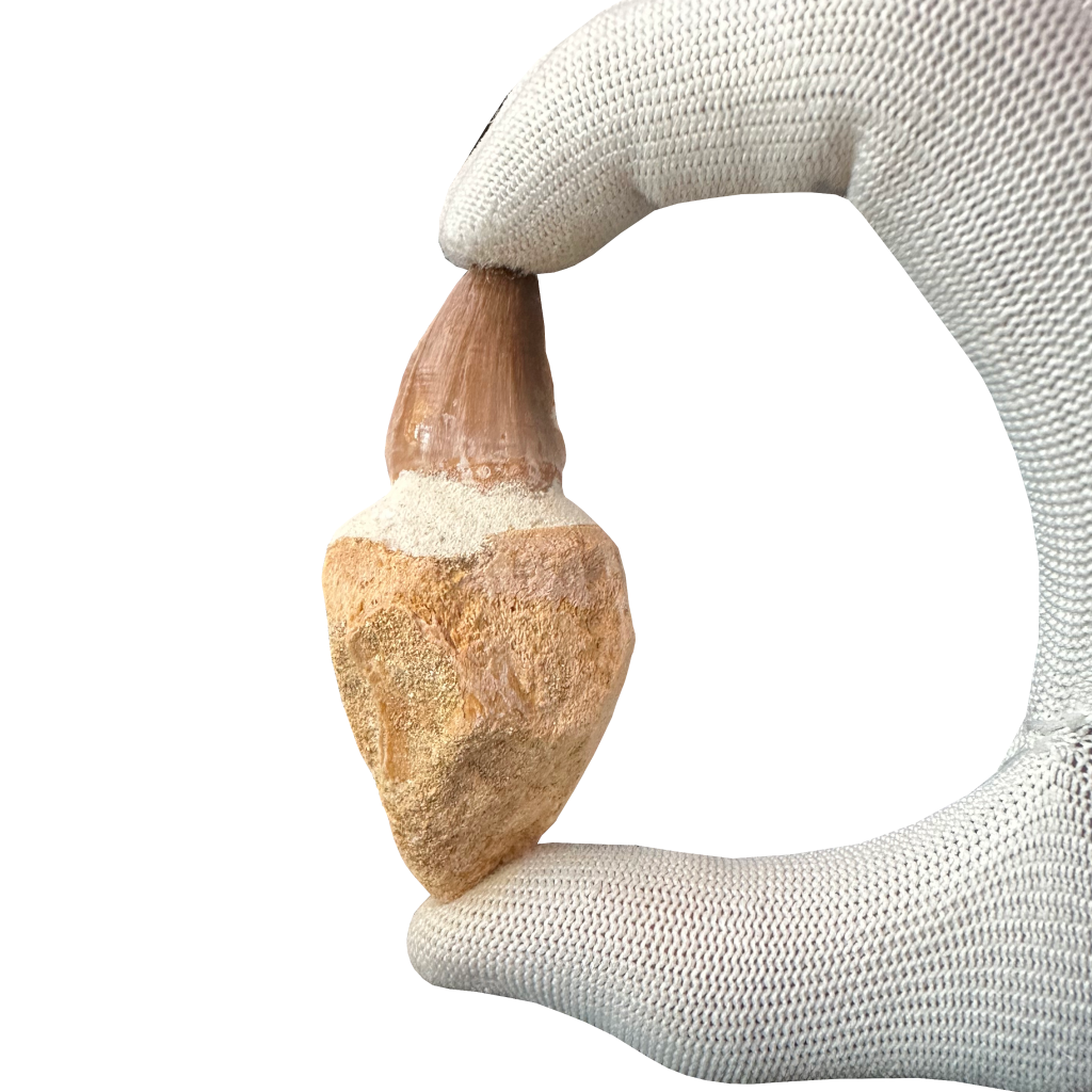 Mosasaurus Tooth