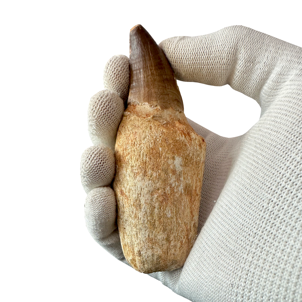 Mosasaurus Tooth
