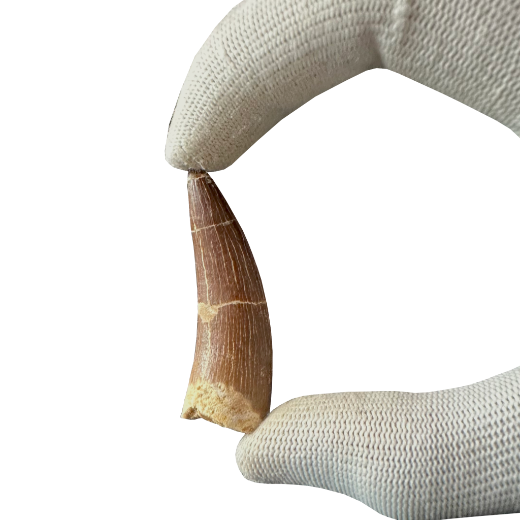 Plesiosaurus Tooth - Zarafasaura