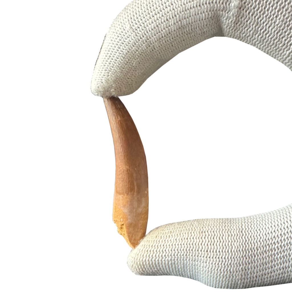 Plesiosaurus Tooth -Zarafasaura