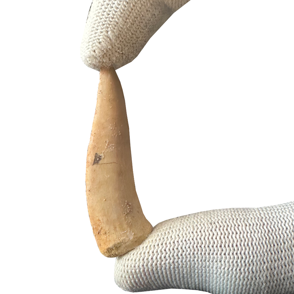 Enchodus Fossil Tooth