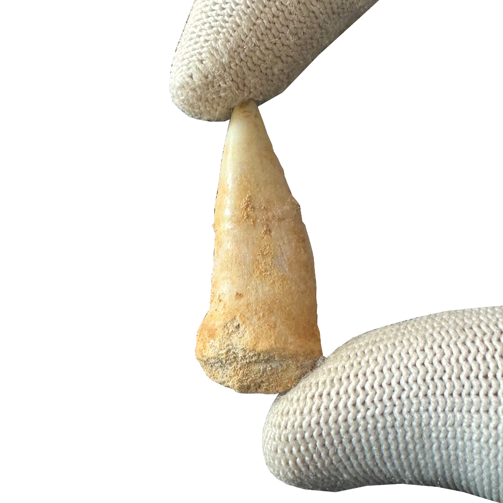 Enchodus Fossil Tooth