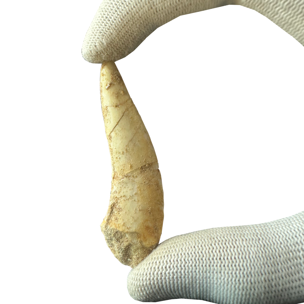 Enchodus Fossil Tooth
