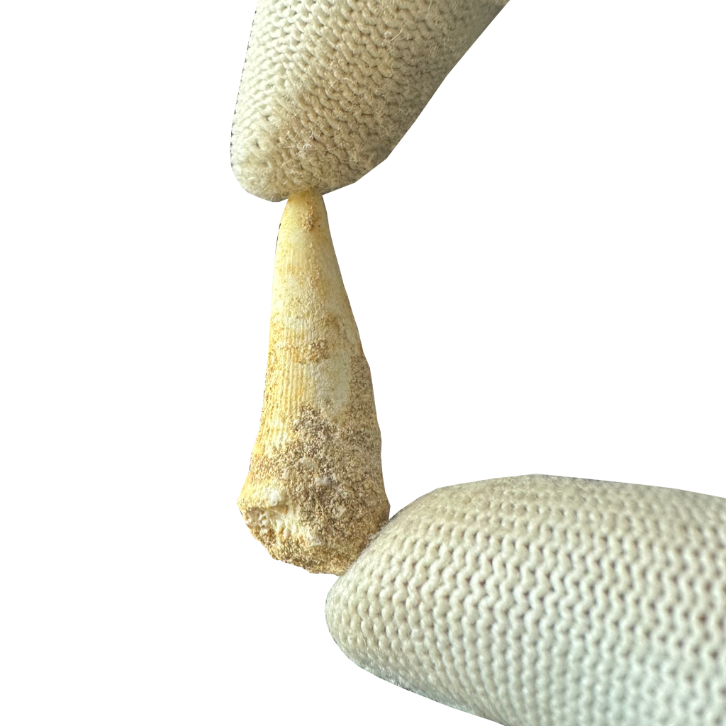 Enchodus Fossil Tooth