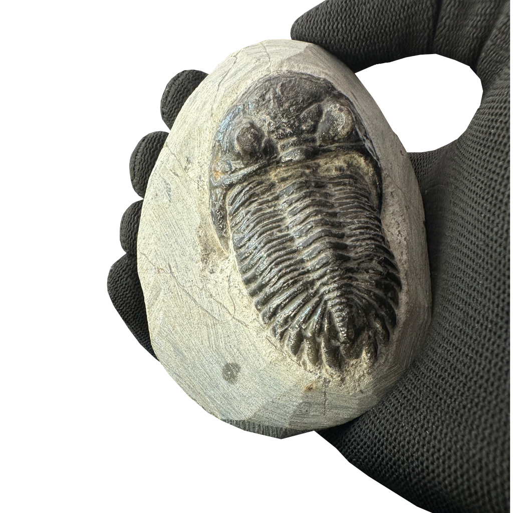 Trilobite