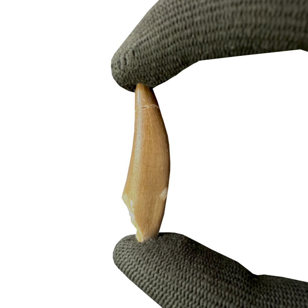 Plesiosaurus Tooth (Zarafasaura)