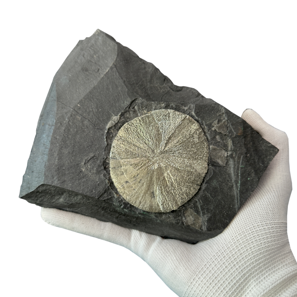 Pyrite Sun on Slate