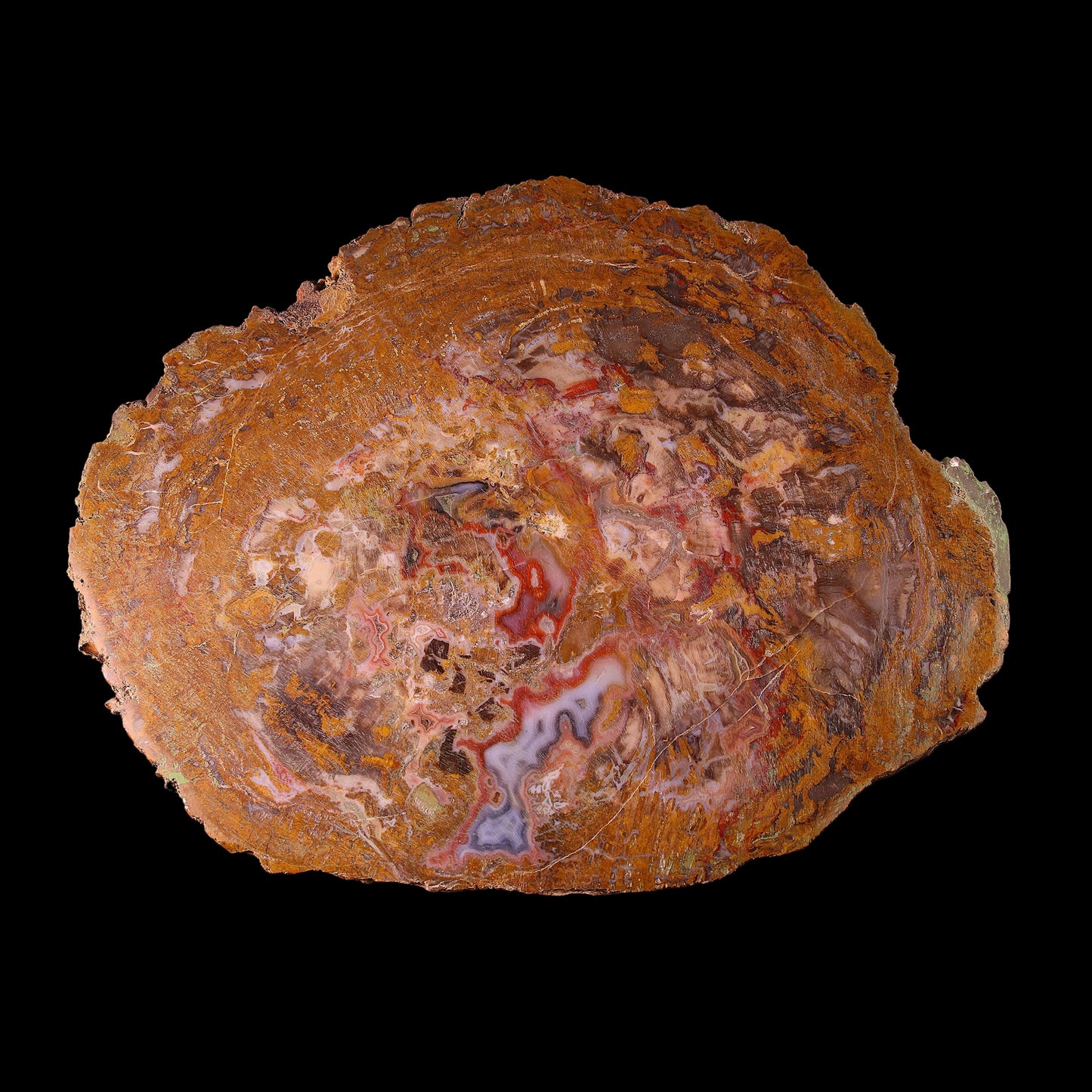 Petrified Wood Plate