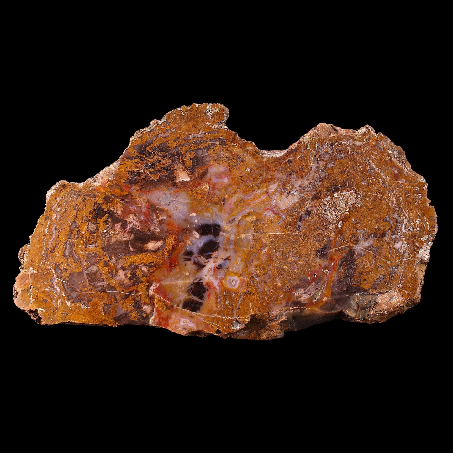 Petrified Wood Plate