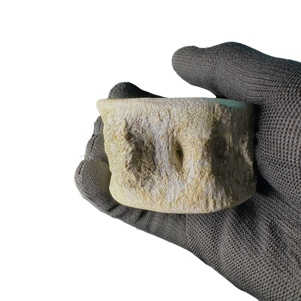 Plesiosaur Vertebra