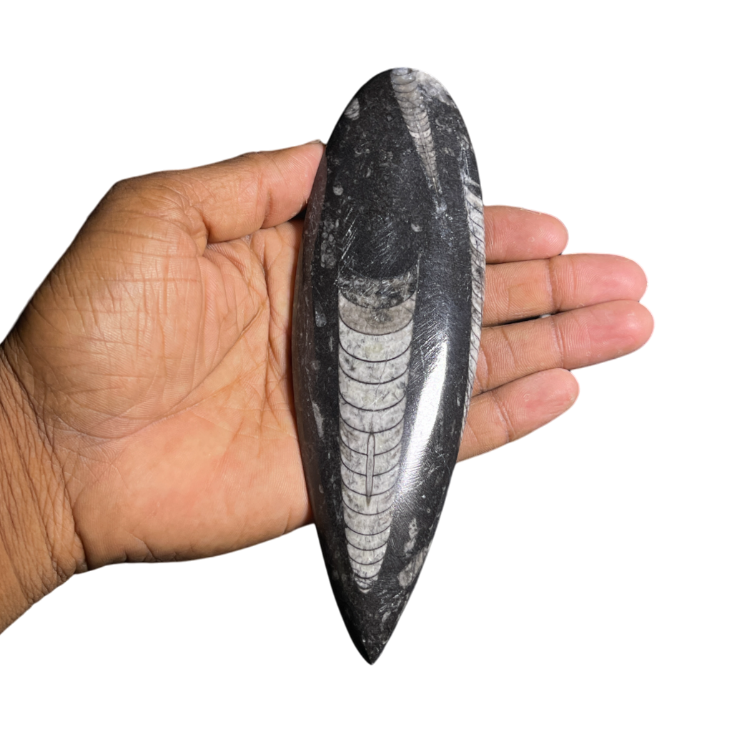 Orthoceras Fossil