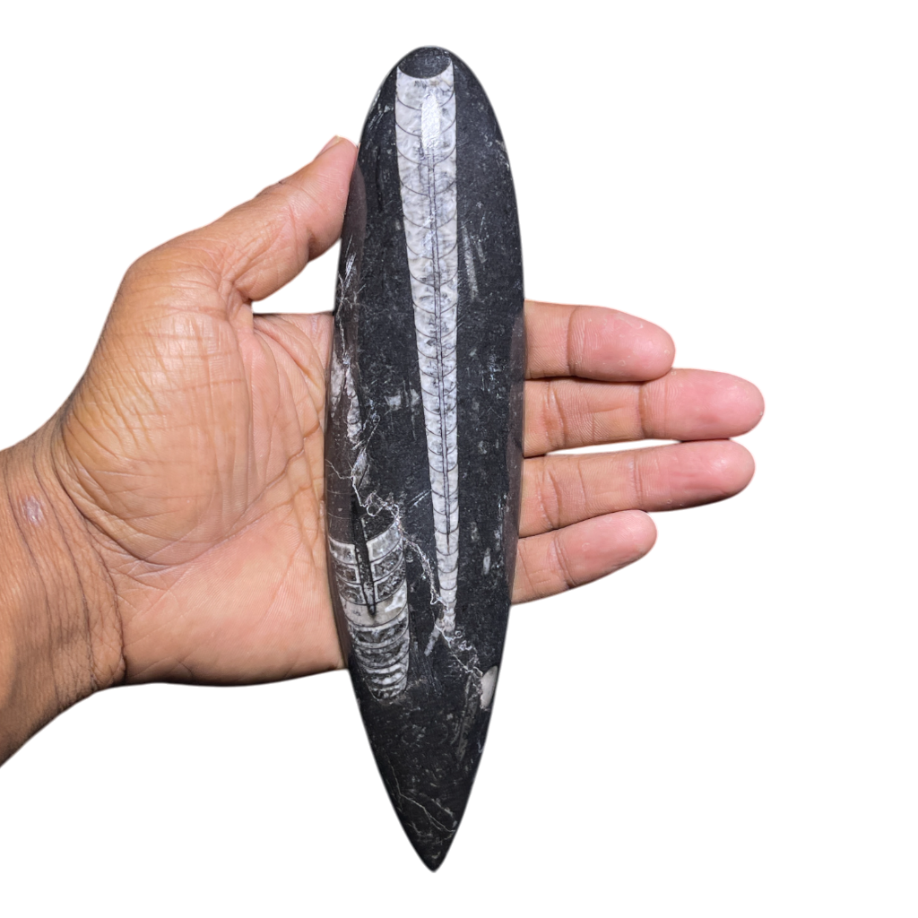 Orthoceras Fossil