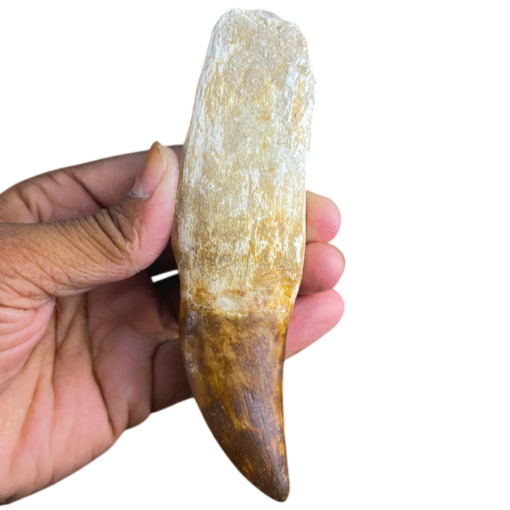 Mosasaur Tooth