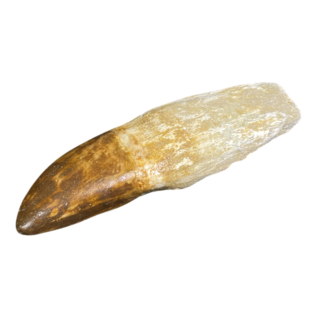 Mosasaur Tooth