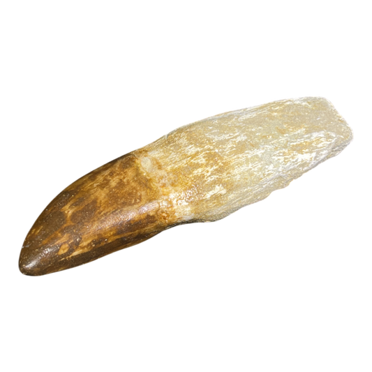 Mosasaur Tooth Fossil