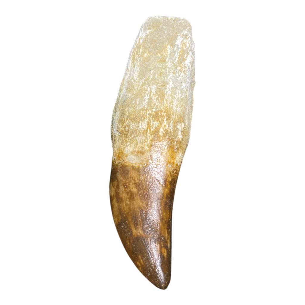 Mosasaur Tooth