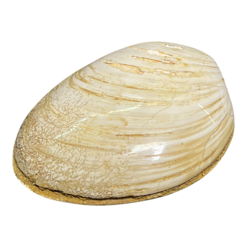 Bivalve Fossil