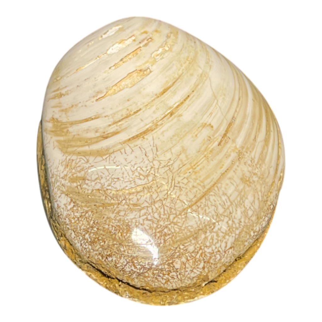 Bivalve Fossil