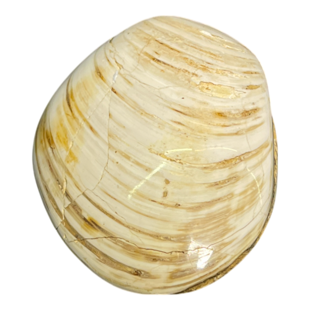 Bivalve Fossil