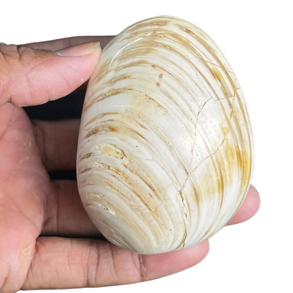 Bivalve Fossil