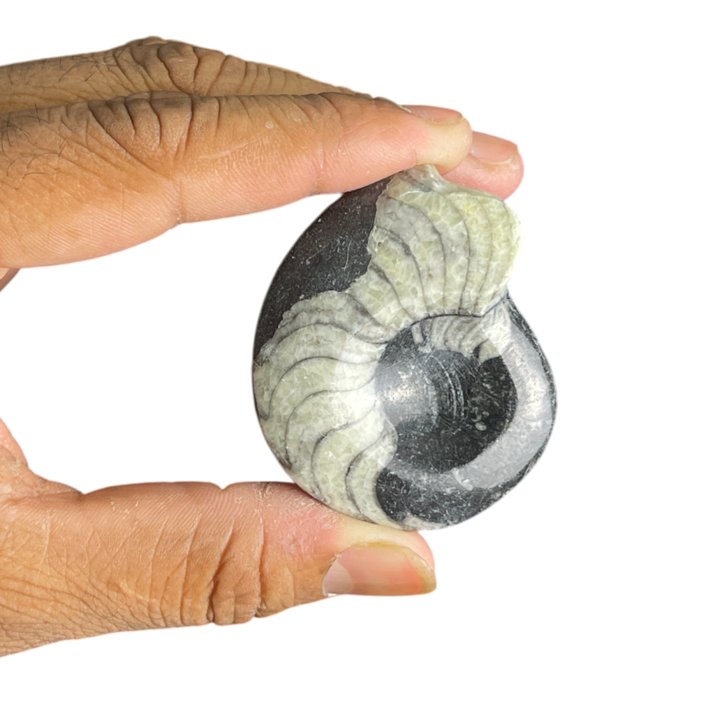 Goniatite