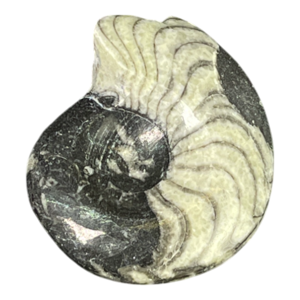 Goniatite