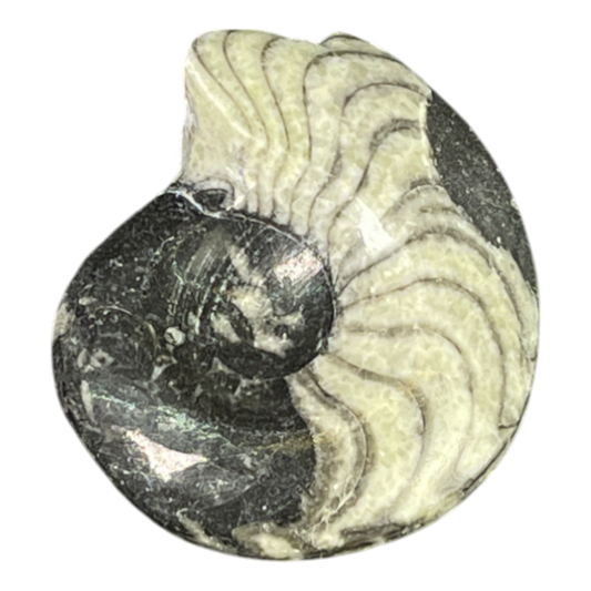 Goniatite