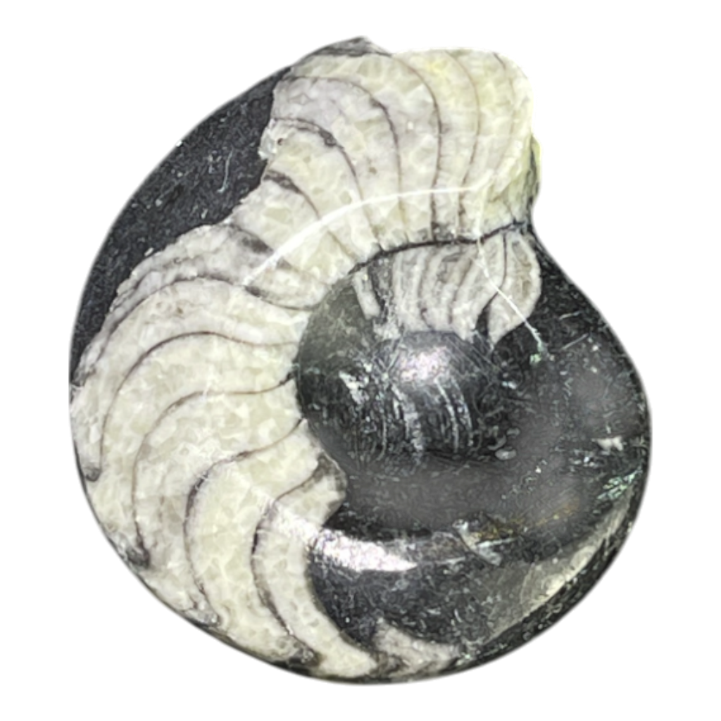 Goniatite