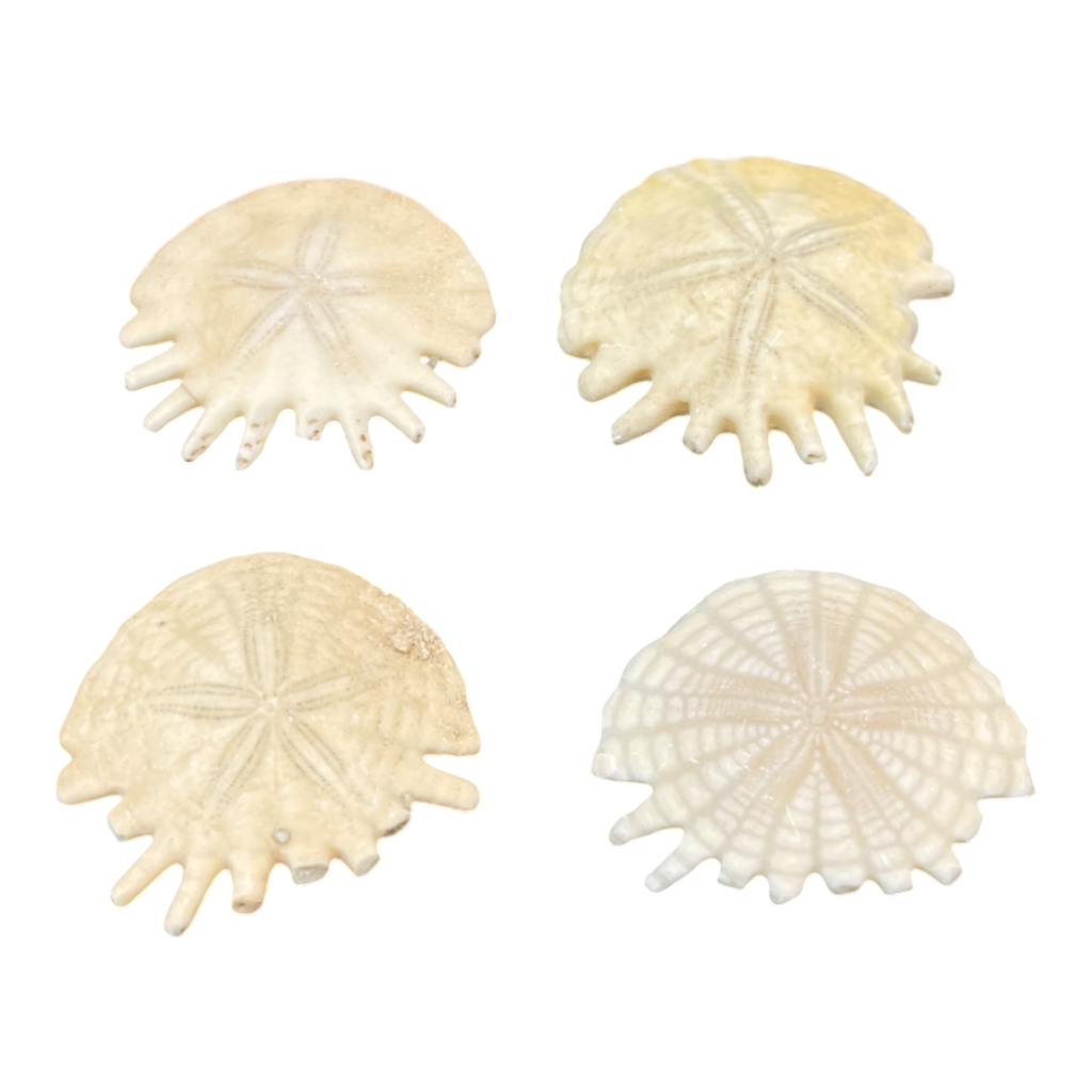 Heliophora orbicularis