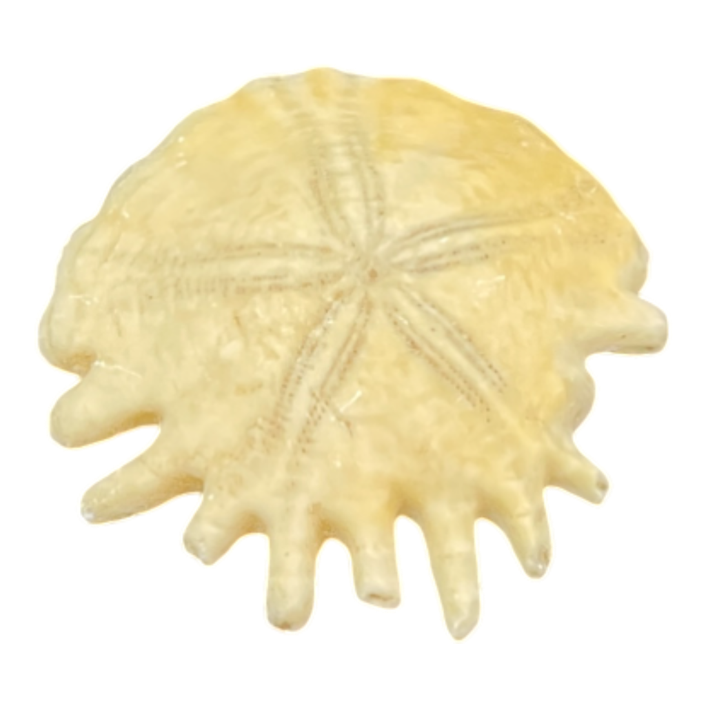 Heliophora orbicularis