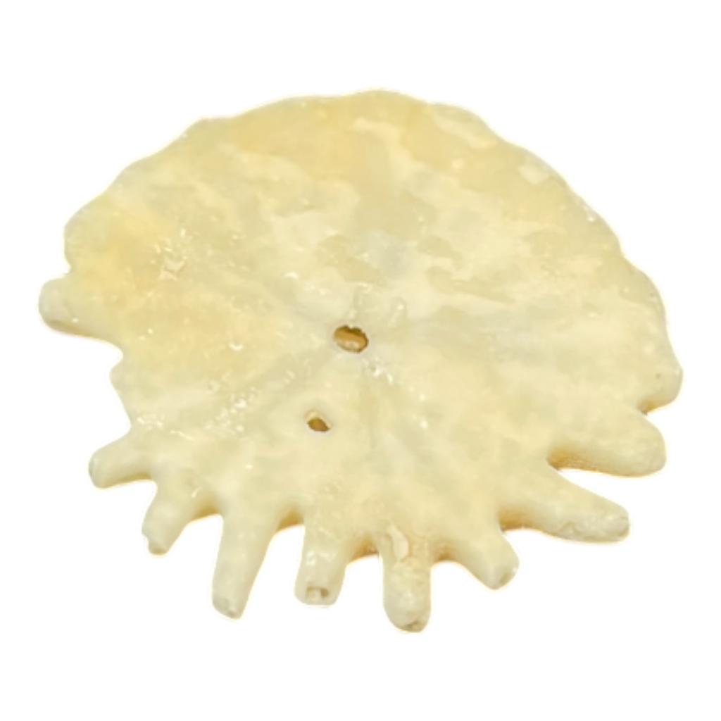 Heliophora orbicularis