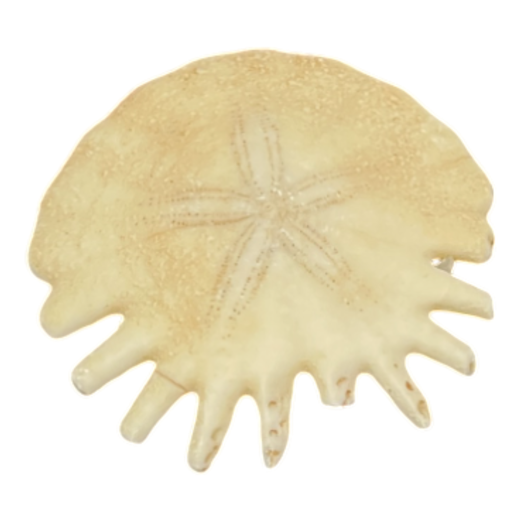 Heliophora orbicularis