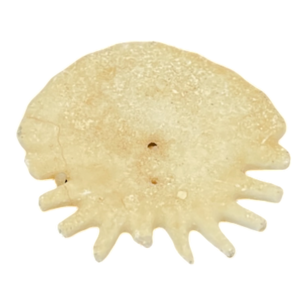 Heliophora orbicularis