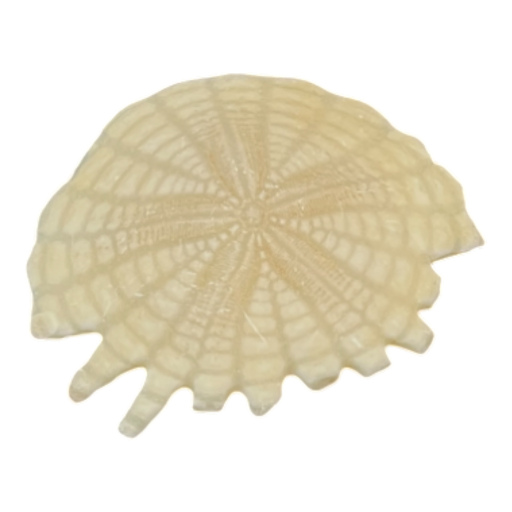 Heliophora orbicularis