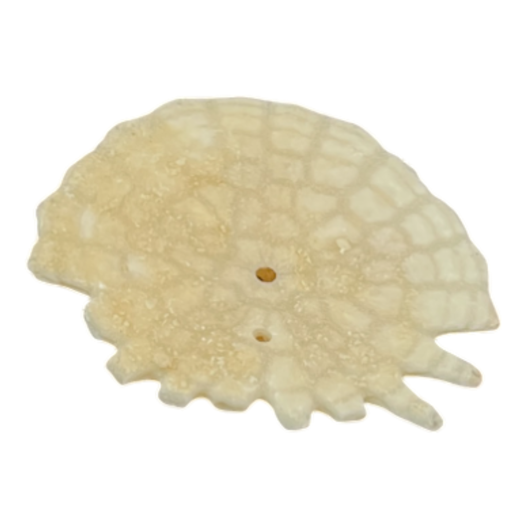 Heliophora orbicularis