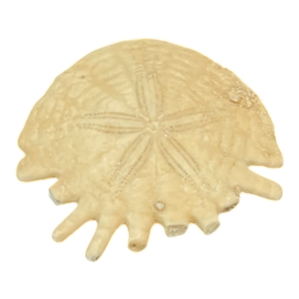 Heliophora orbicularis