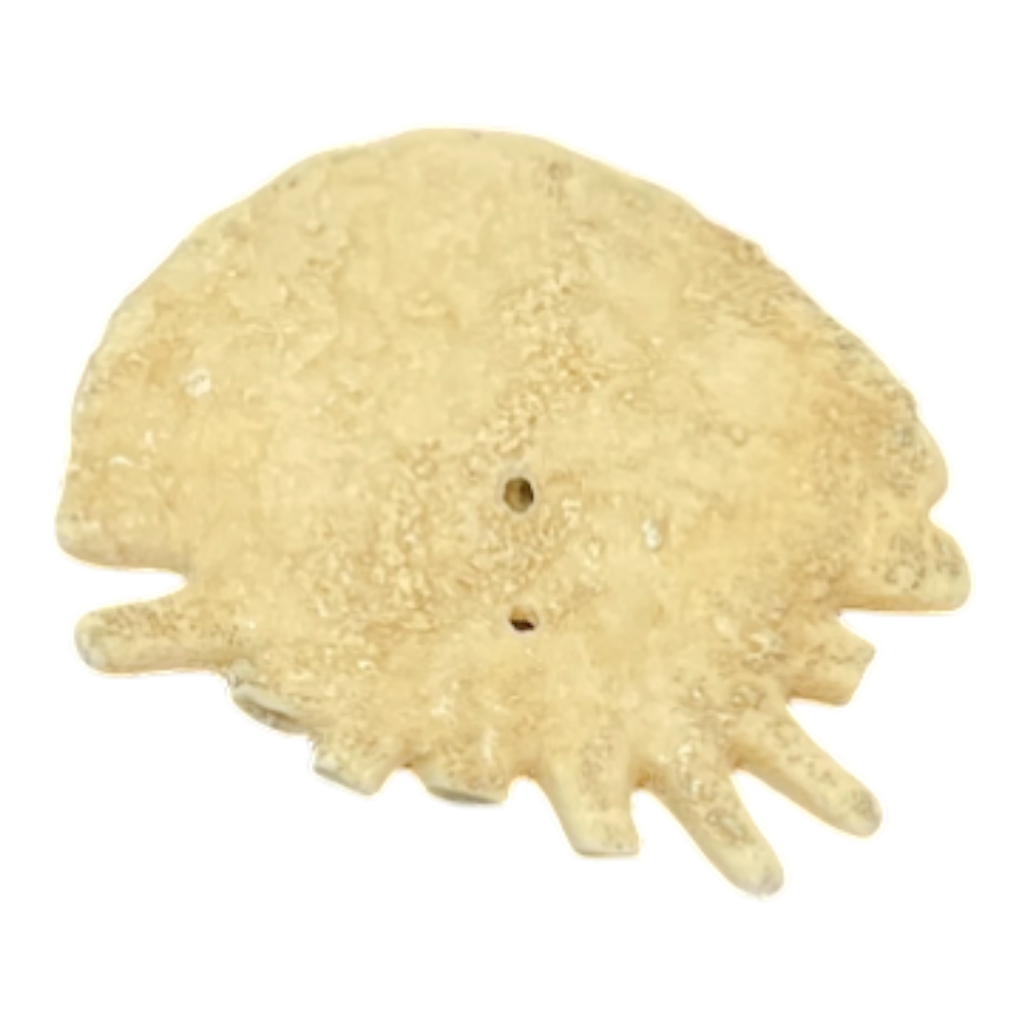Heliophora orbicularis