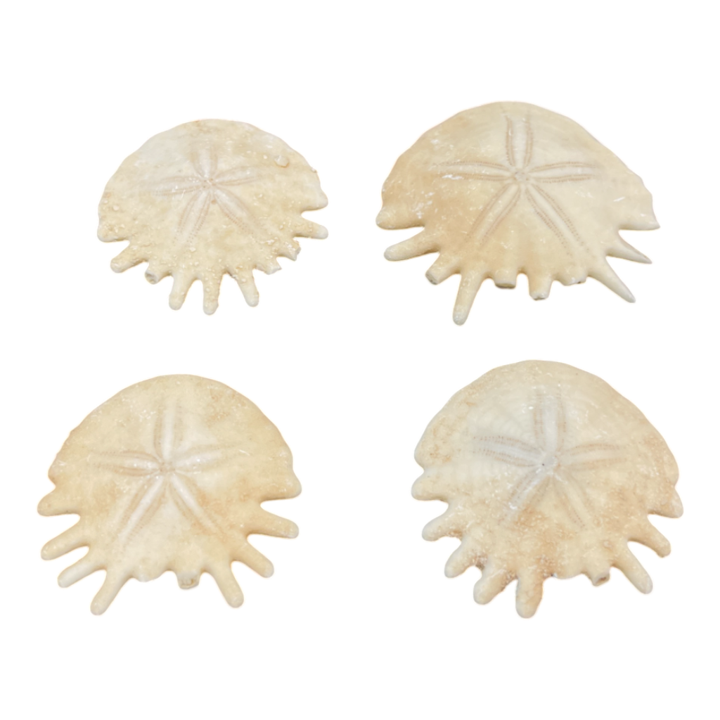 Heliophora orbicularis
