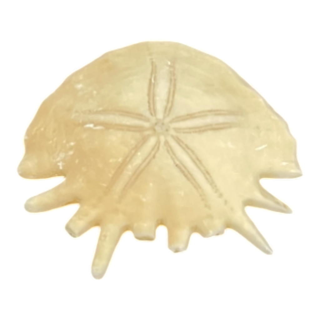 Heliophora orbicularis
