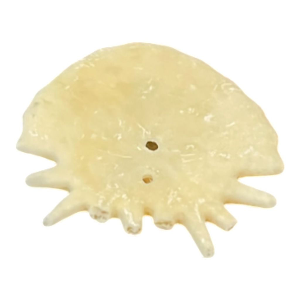 Heliophora orbicularis