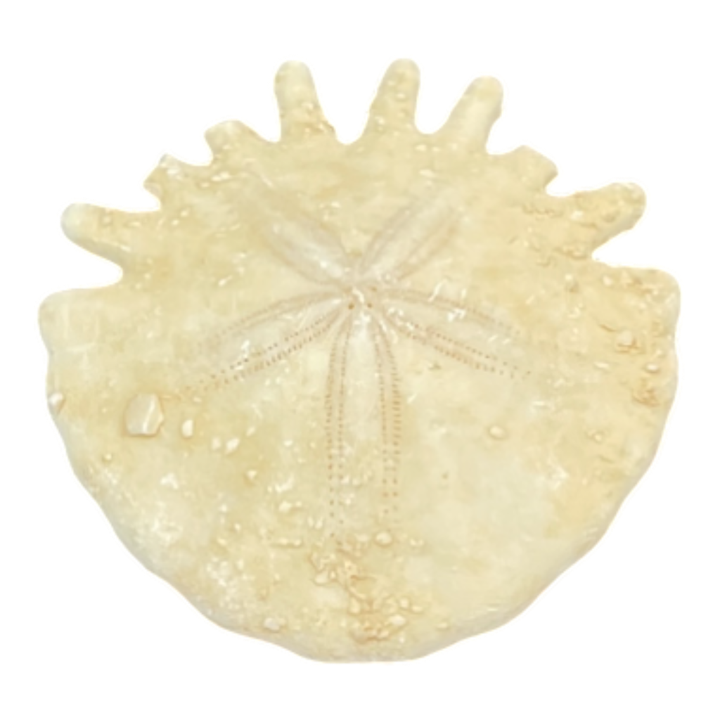 Heliophora orbicularis