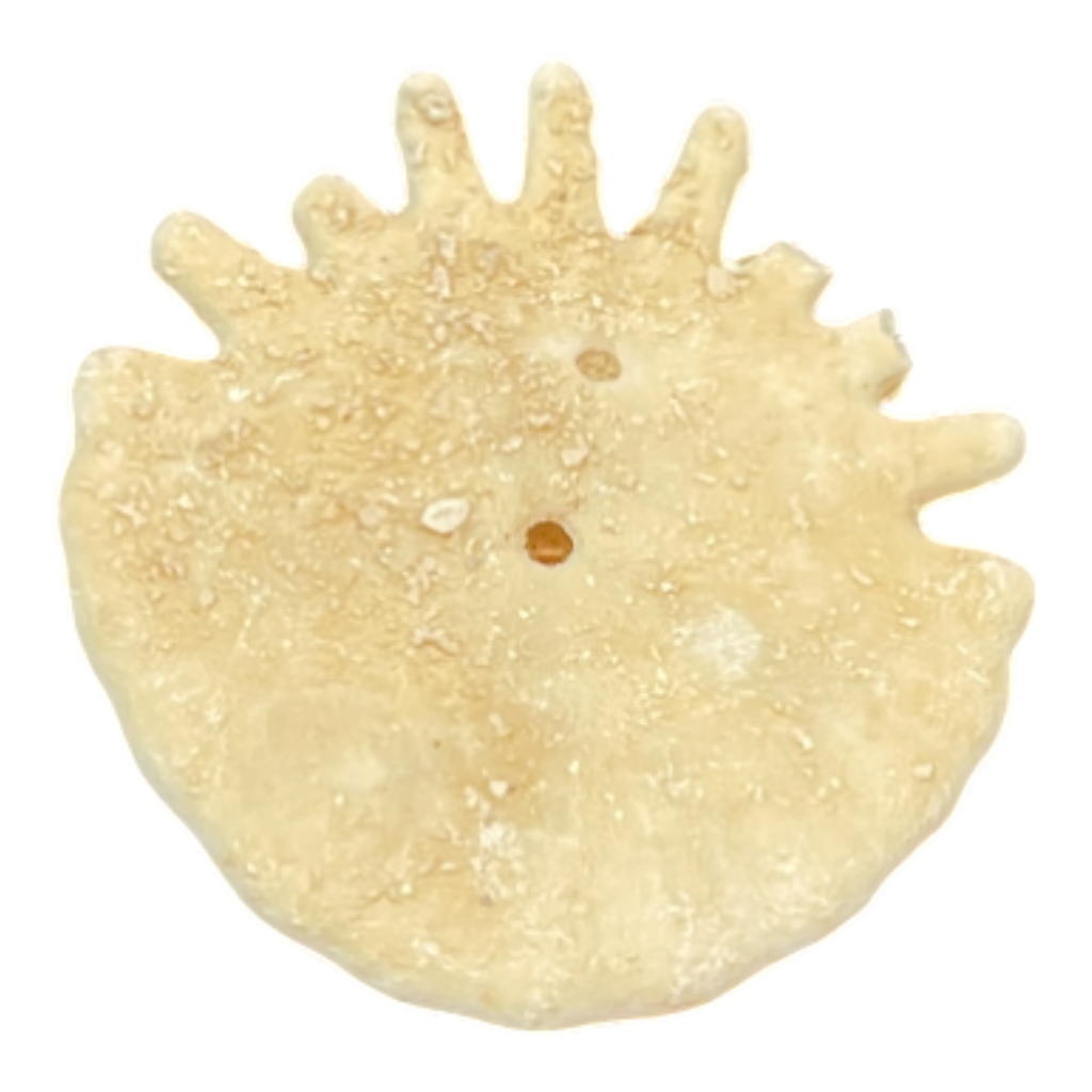 Heliophora orbicularis