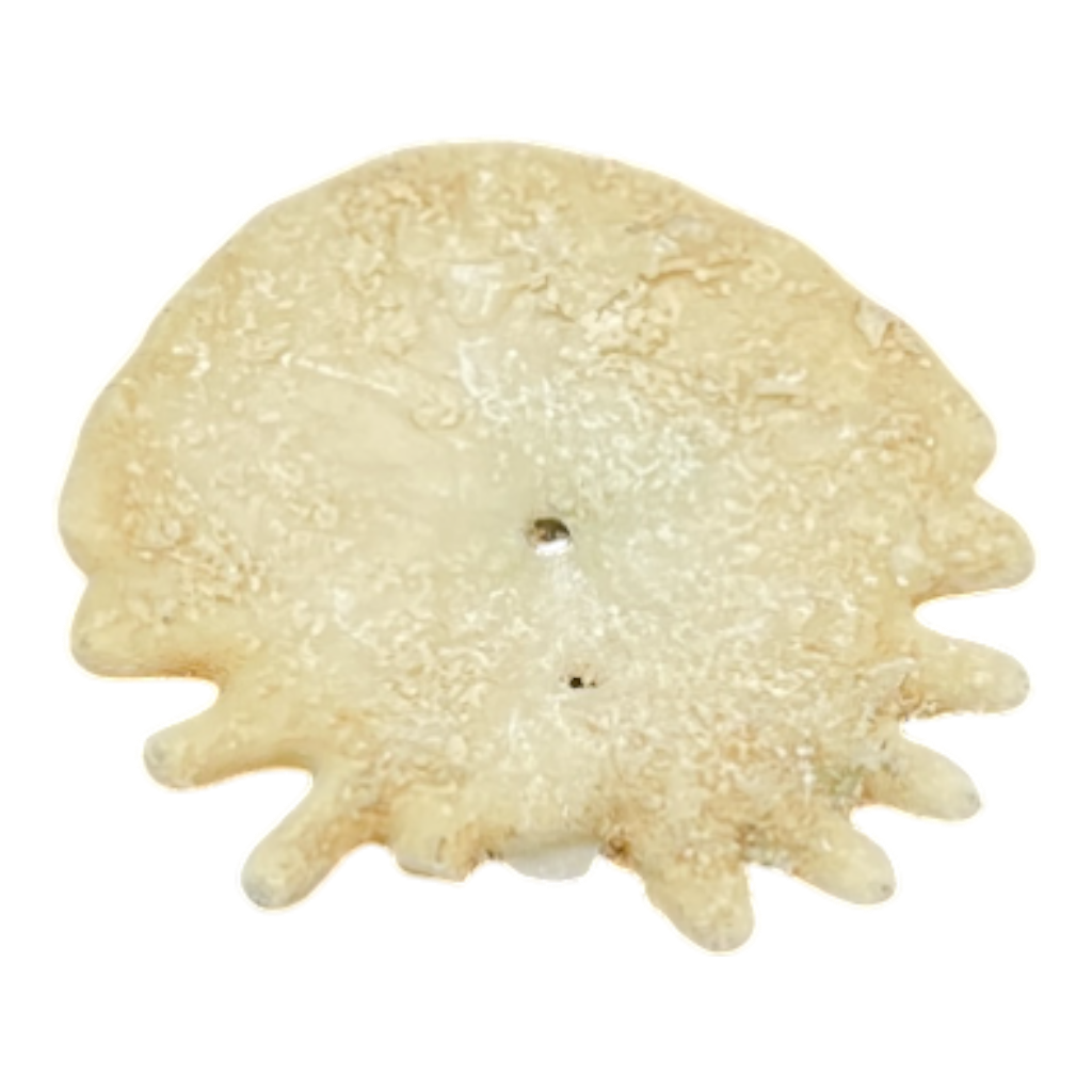 Heliophora orbicularis
