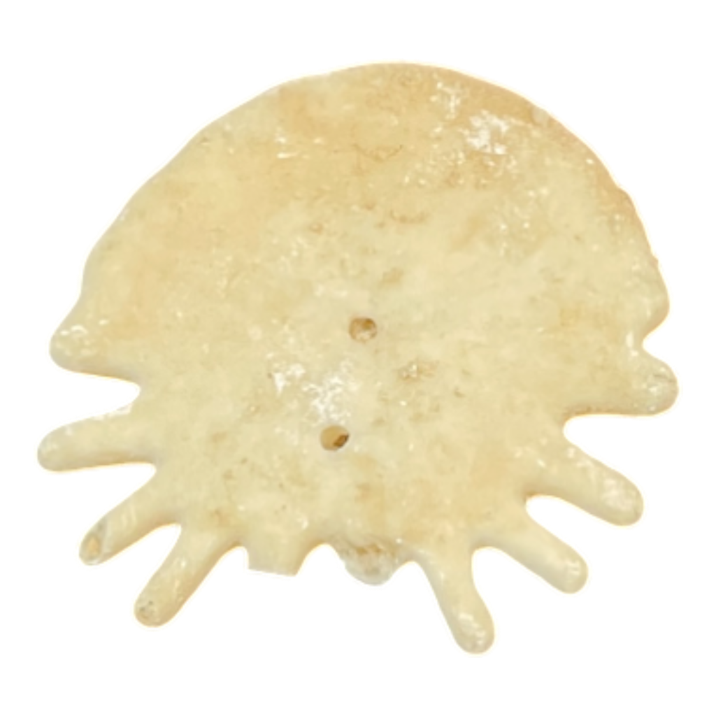 Heliophora orbicularis